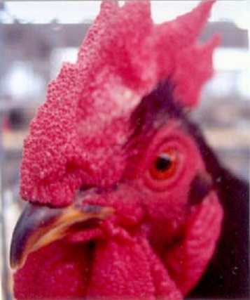 Head shot of Rhode Island Red Chicken Breed (Single Comb Variety) Chicken Rooster