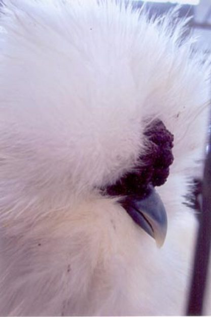 Head Shot of Bearded White Silkie Bantam Rooster
