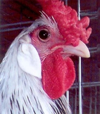 Close up of head of Spangled Hamburg Chicken Rooster
