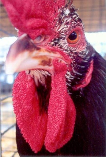 Close up of Speckled Sussex Rooster