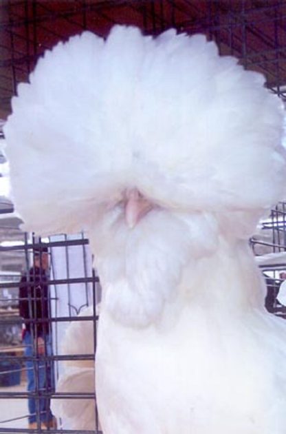 Bearded White Polish Hen