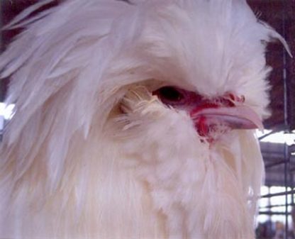 Close Up of Bearded White Polish Rooster