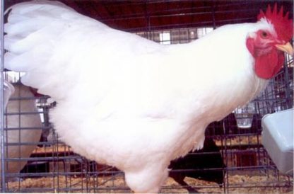 Close up of White Plymouth Rock Rooster