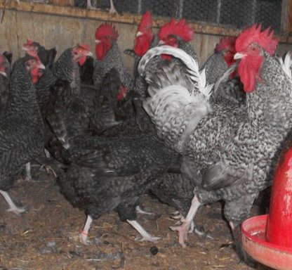 Cuckoo Marans Chickens for Sale