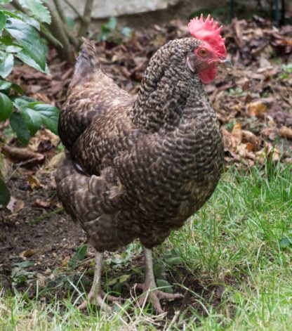 Cuckoo Marans Chicken