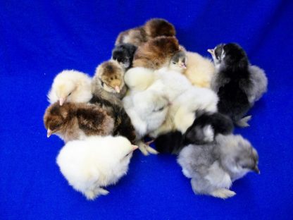 Cochin Bantam Special-4654