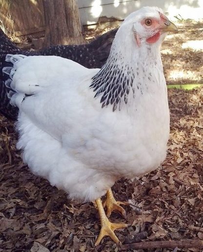 Columbian Wyandotte Chicken