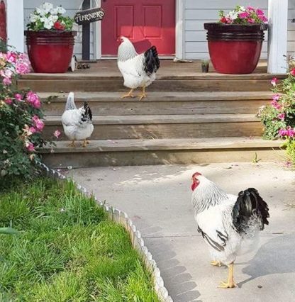 Columbian Wyandotte Chickens