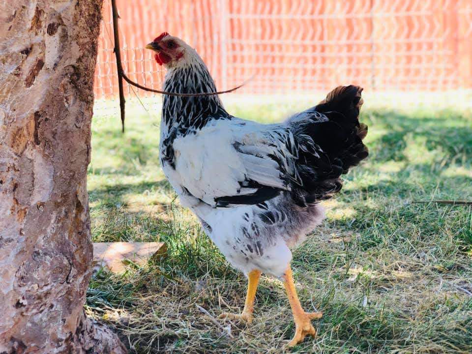 Columbian Rock - Chickens for Sale & Info | Cackle Hatchery®