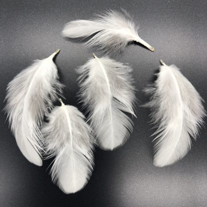 Columbian Rock Bantam Feathers