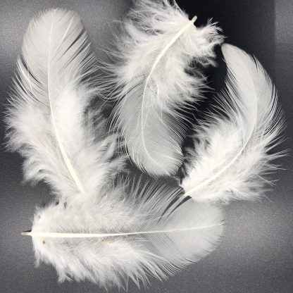 Columbian Wyandotte Standard Feathers