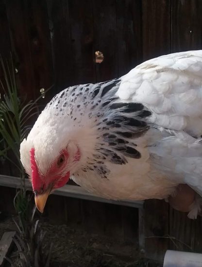 Columbian Rock Bantam