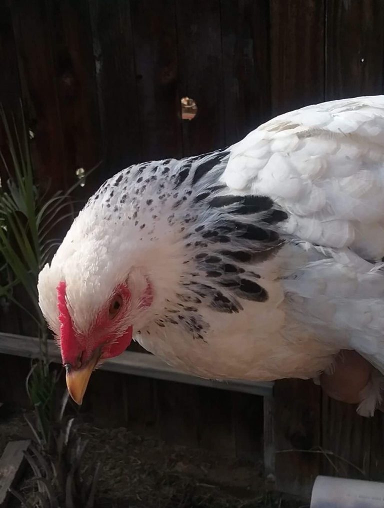 Columbian Rock Bantam Chickens for Sale | Cackle Hatchery®
