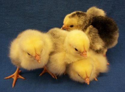 Day old Columbian Plymouth Rock Chicks