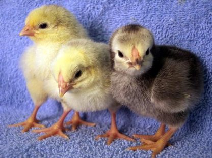 Group of Day Old Columbian Wyandotte Chicks