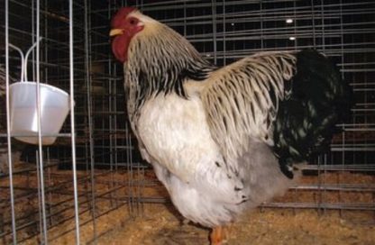 Columbian Wyandotte Bantam