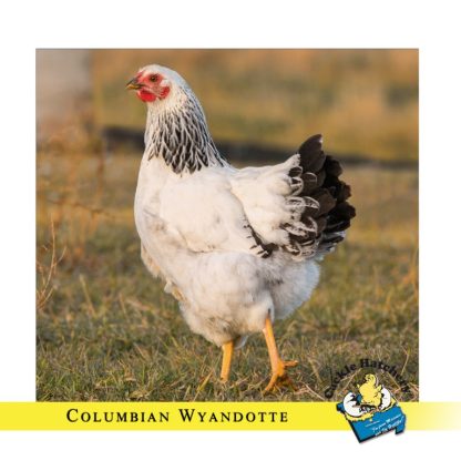 Columbian Wyandotte Chicken