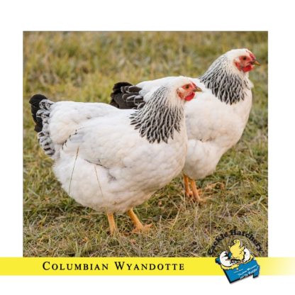 Columbian Wyandotte Chickens