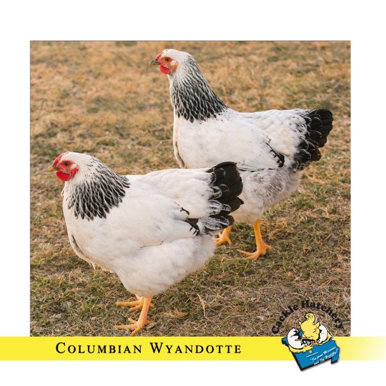 Columbian Wyandotte Chicken