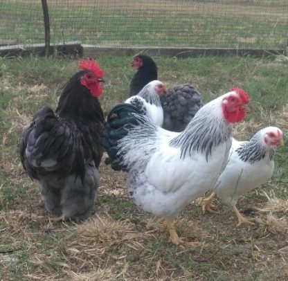 Columbian Wyandotte Bantam Chicken Photo by Malanie Clark