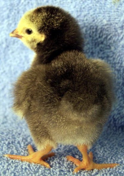 Day Old Columbian Wyandotte Chicks