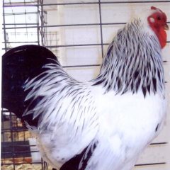 Columbian Wyandotte Chicken Rooster