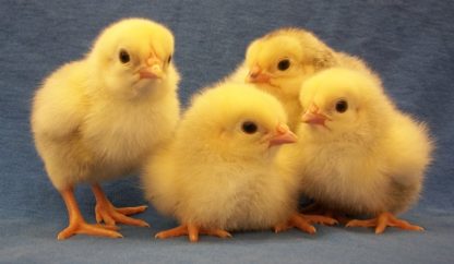 Day old Columbian Plymouth Rock Chicks