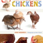 An Absolute Beginner's Guide to Keeping Backyard Chickens