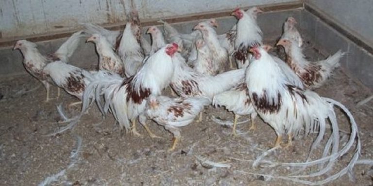 Flock of Red Shoulder Yokohama Chickens