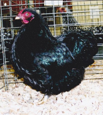 Black Wyandotte Bantam Chicken Hen
