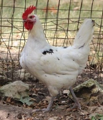 Austra White Chicken