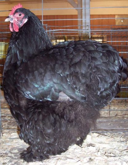 Black Cochin Standard Chicken Hen