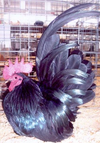 Black Japanese Bantam