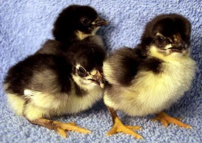 Black Rosecomb Bantam Group of Chicks
