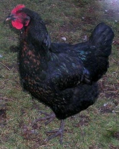 Black Sex Link Chicken