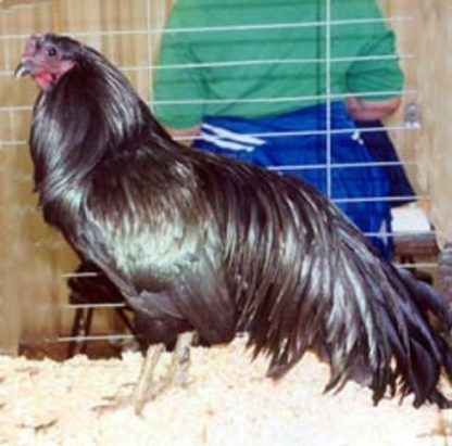 Black Sumatra Chicken Rooster