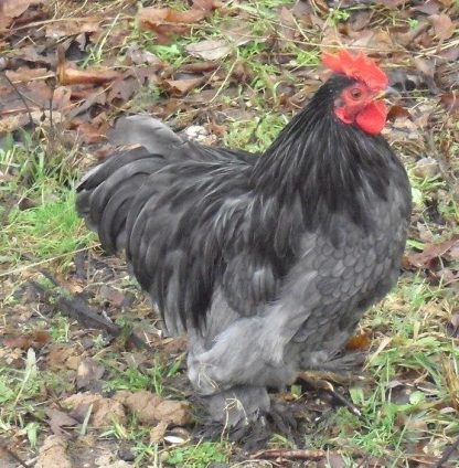 Blue Cochin Bantam Rooster Chicken Breed