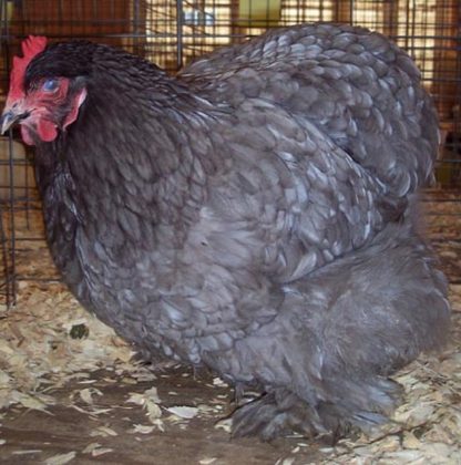 Blue Cochin Standard Chickens