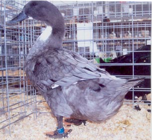 Blue Swedish Duck Hen