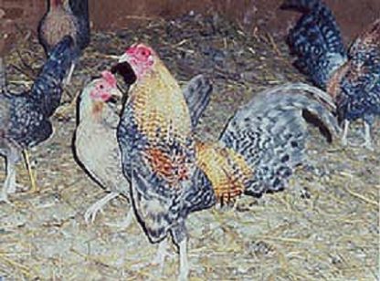 Crele Old English Game Bantam Chicken