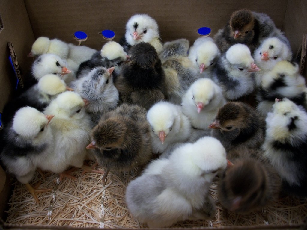 Baby cheap chicken hat