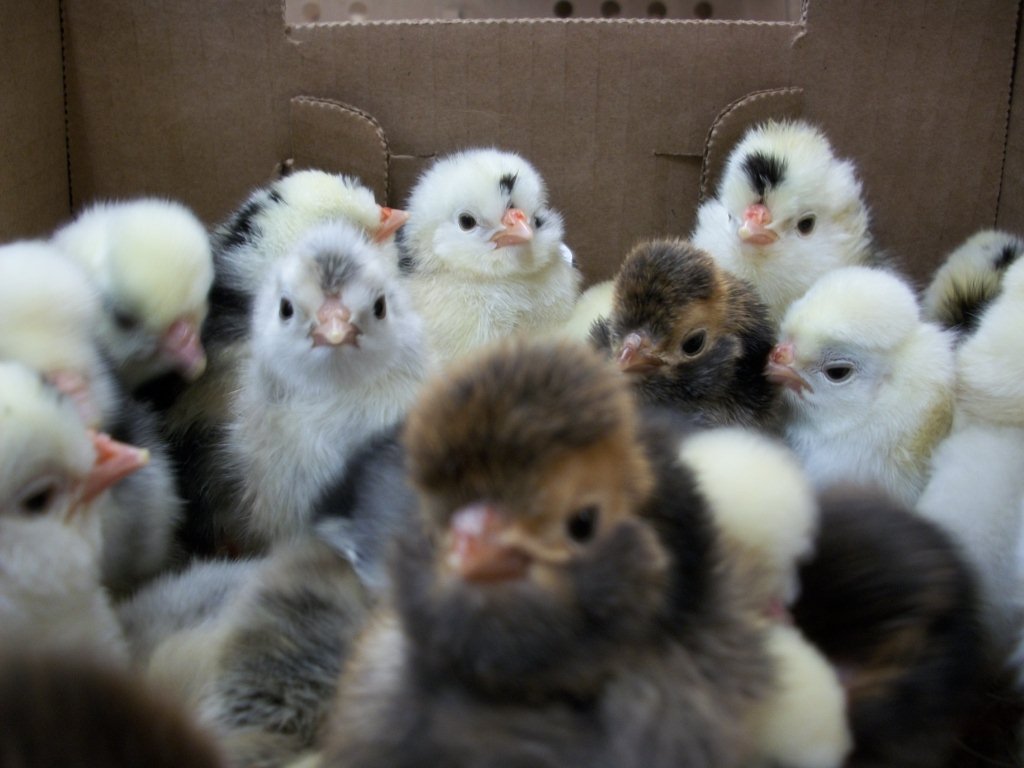 Top hat special chicken clearance