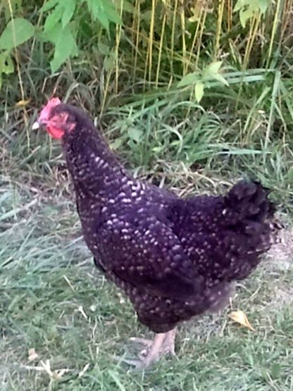 Cuckoo Marans Pullet.