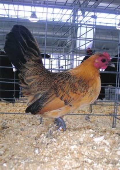 Ginger Red Old English Game Bantam