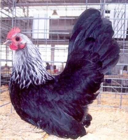 Gray Japanese Bantam