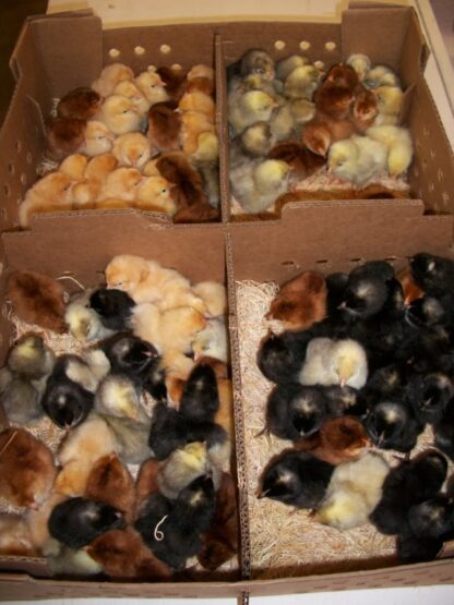 Heavy Barnyard Special Assorted Chicks