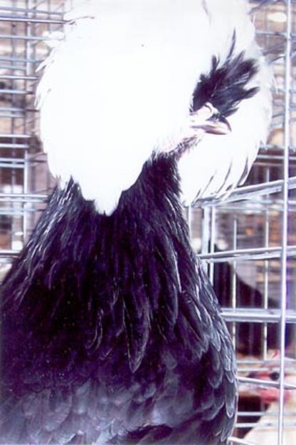 White Crested Black Polish Chicken