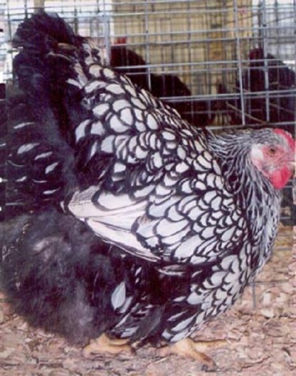 Black Laced Silver Wyandotte Chicken Hen