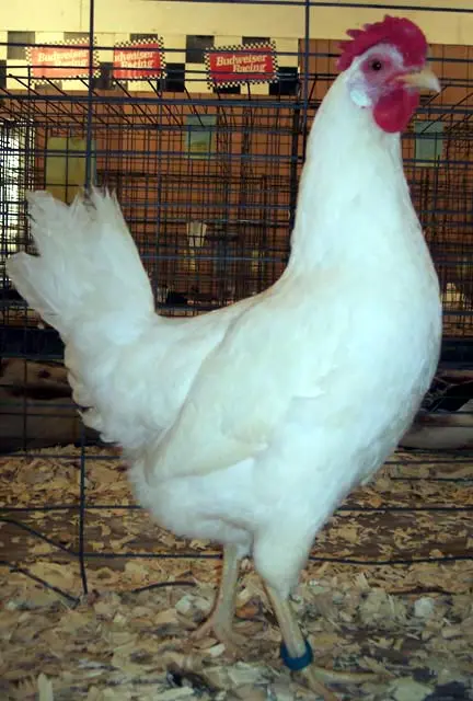 White Leghorn Chicken Hen