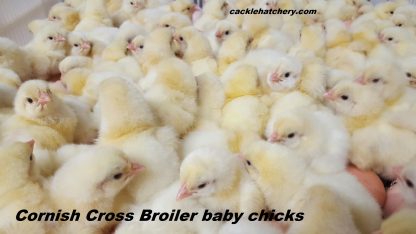 Jumbo Cornish Cross Chickens